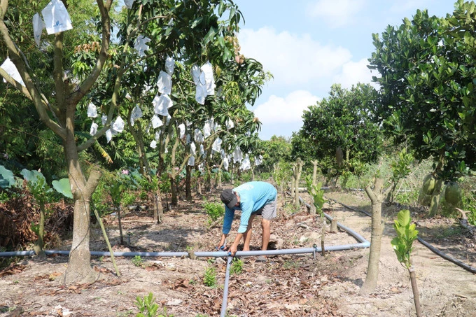 Vận hành tưới tiêu bằng cơ giới cho cây mít tại nhà vườn . Ảnh: Nguyễn Văn Trí - TTXVN Hiệu quả từ mô hình tưới phun tự động cho cây ăn quả ảnh 1